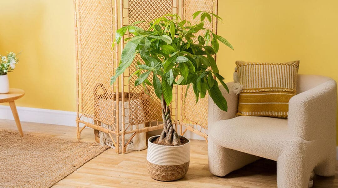 12 Easy Costa Farms Indoor Plants for Effortless Greenery in Your Home
