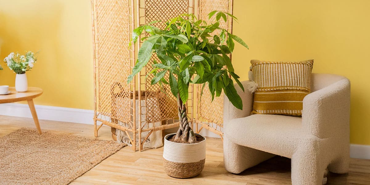 Costa Farms Money Tree Easy Care Indoor Plant Live Houseplant in Ceramic Planter Pot Costa Farms Money Tree Easy Care Indoor Plant - Live Houseplant in Ceramic Planter Pot