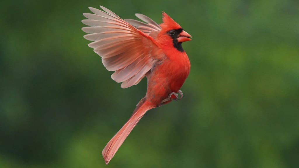 Awesome Bird Feeder with Camera for Watching Birds