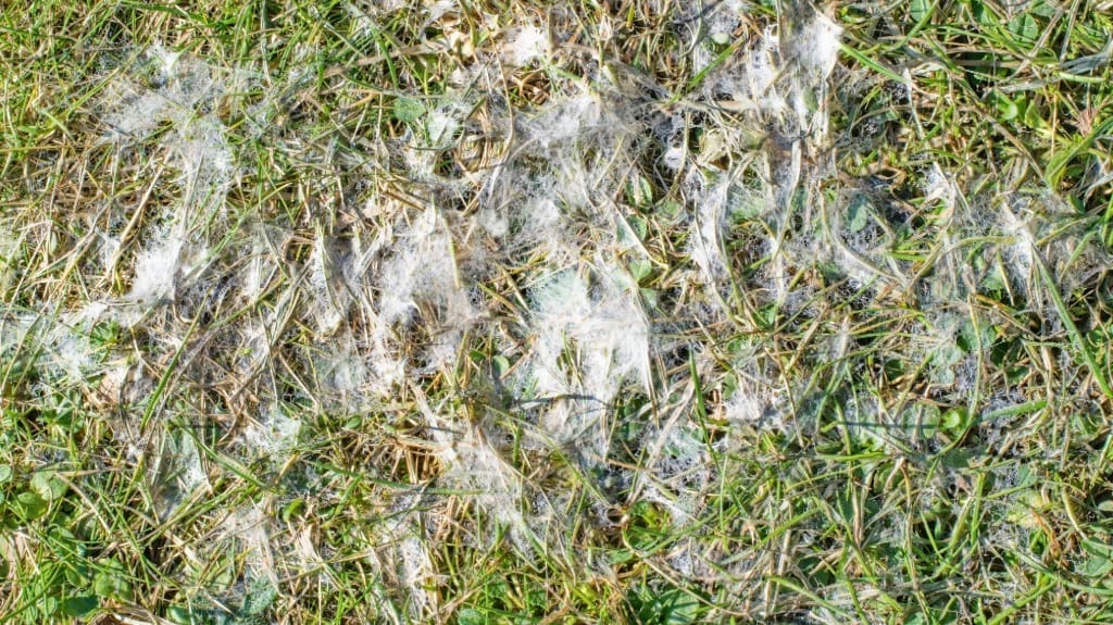 grey and pink snowmould