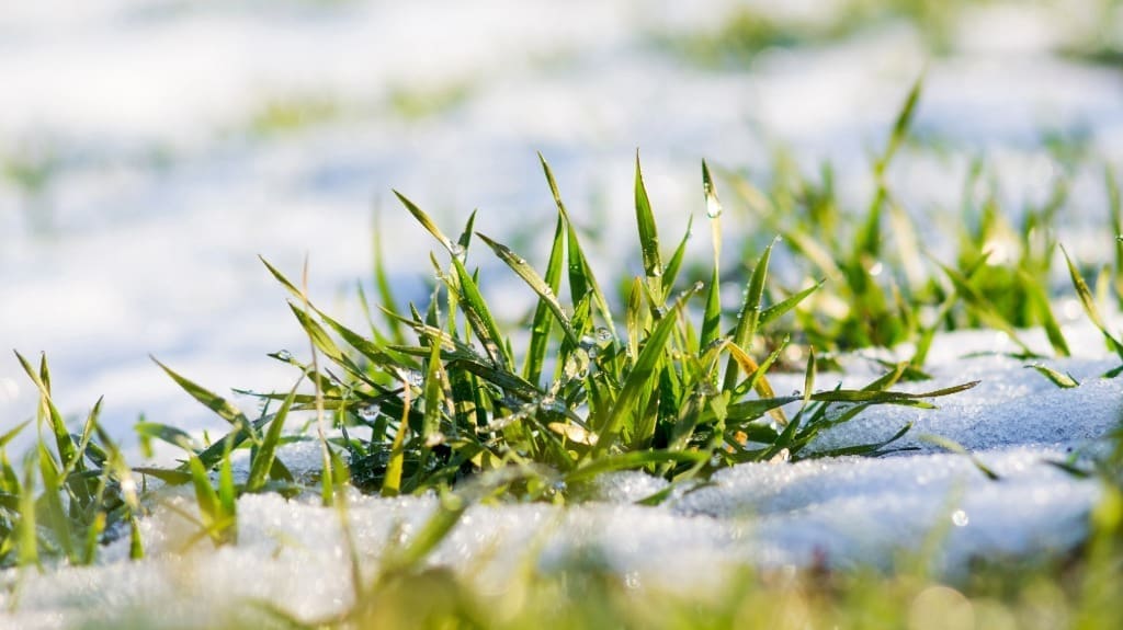 winter dormancy protect crowns